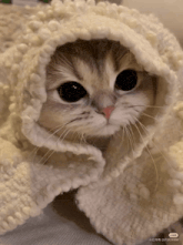 Cute Cat